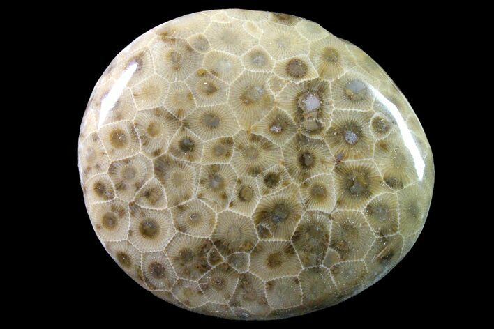 Polished Petoskey Stone (Fossil Coral) - Michigan #162044